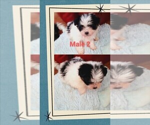 Malchi Puppy for sale in WOBURN, MA, USA
