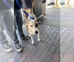 Small American Pit Bull Terrier Mix