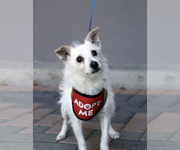 Medium Photo #3 Mutt Puppy For Sale in Mission Viejo, CA, USA