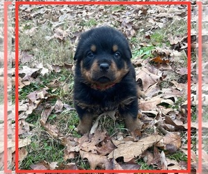 Rottweiler Puppy for sale in TOCCOA, GA, USA