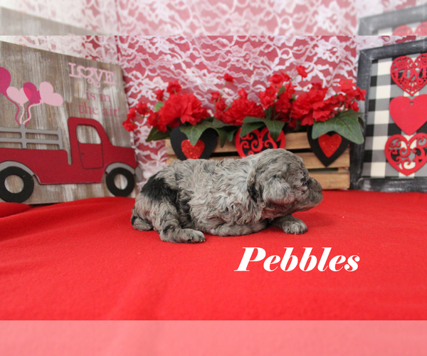 Medium Photo #7 Poodle (Toy) Puppy For Sale in CHANUTE, KS, USA