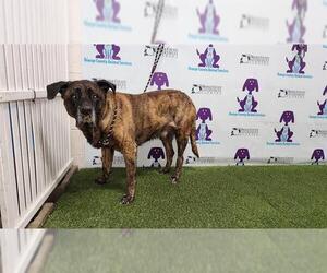 Black Mouth Cur-Mastiff Mix Dogs for adoption in Orlando, FL, USA