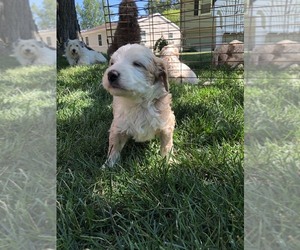 Goldendoodle Puppy for sale in PORTAGE, MI, USA
