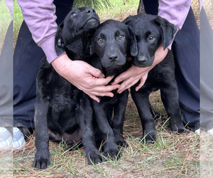 Labrador Retriever Puppy for sale in DE KALB, TX, USA