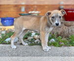 Small #2 Mutt