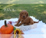 Puppy Reva Goldendoodle (Miniature)