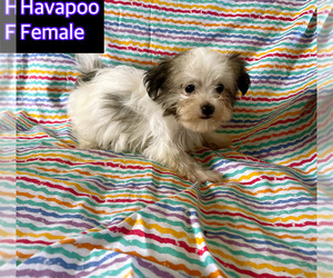 Poovanese Puppy for sale in AMSTERDAM, MO, USA