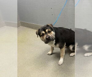 Rottweiler-Unknown Mix Dogs for adoption in Las Vegas, NV, USA