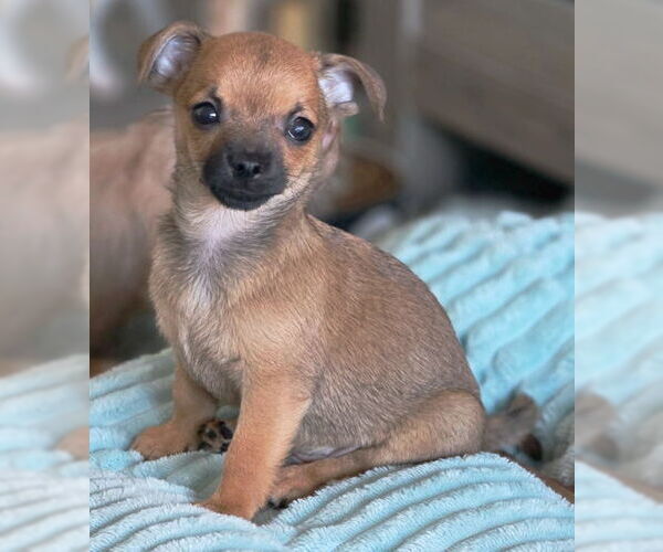 Medium Photo #6 Chihuahua-Unknown Mix Puppy For Sale in Chino Hills, CA, USA