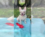 Small #9 French Bulldog