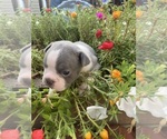Small #2 Faux Frenchbo Bulldog