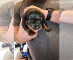 Small Photo #16 Rottweiler Puppy For Sale in SPARKS, GA, USA