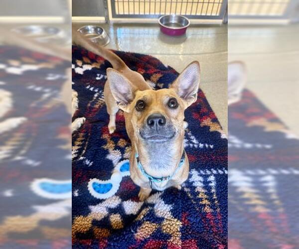 Medium Photo #1 Chihuahua-Unknown Mix Puppy For Sale in San Martin, CA, USA