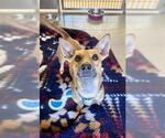 Small Chihuahua Mix