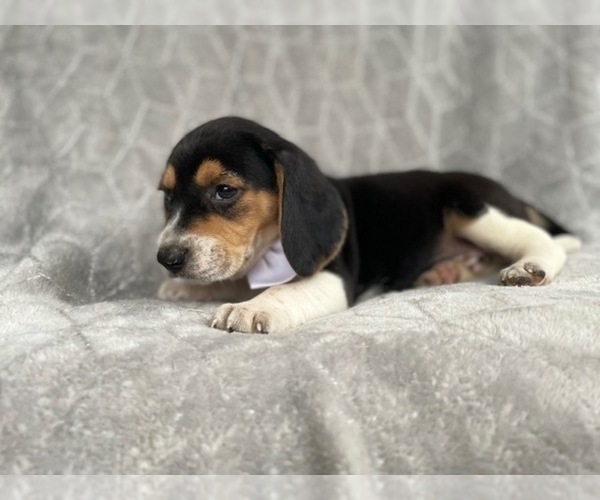 Medium Photo #14 Beagle Puppy For Sale in LAKELAND, FL, USA