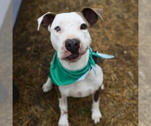 American Staffordshire Terrier-Unknown Mix Dogs for adoption in San Antonio, TX, USA
