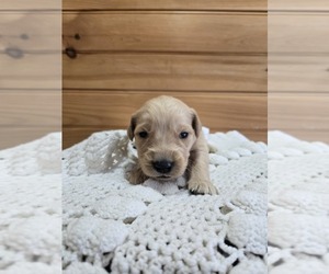 Golden Retriever Puppy for sale in WILLIAMSTOWN, KY, USA