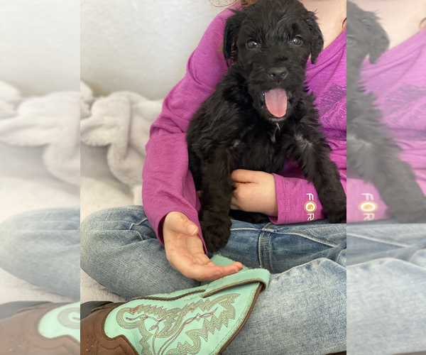 Medium Photo #5 Aussiedoodle-Bernedoodle Mix Puppy For Sale in BOISE, ID, USA