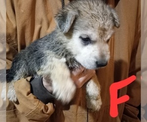 German Shepherd Dog Puppy for sale in WINGO, KY, USA