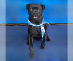 Small #1 Pug