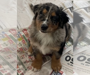 Australian Mountain Dog Puppy for sale in PENDLETON, SC, USA