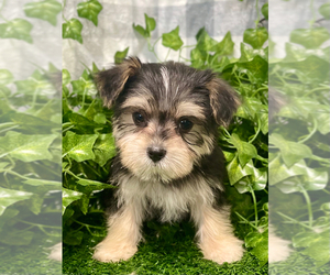 Morkie Puppy for sale in MARIETTA, GA, USA