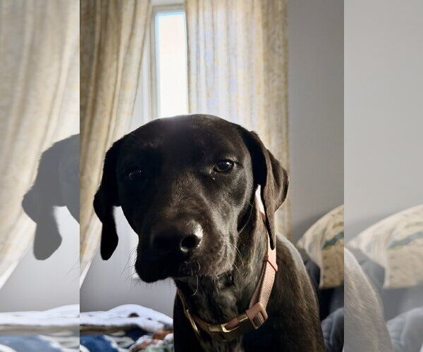 Medium Photo #5 Mutt Puppy For Sale in Morganville, NJ, USA