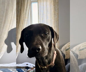 Susie (Siobhan) - Female Mutt Dog for Adoption - Photo #5