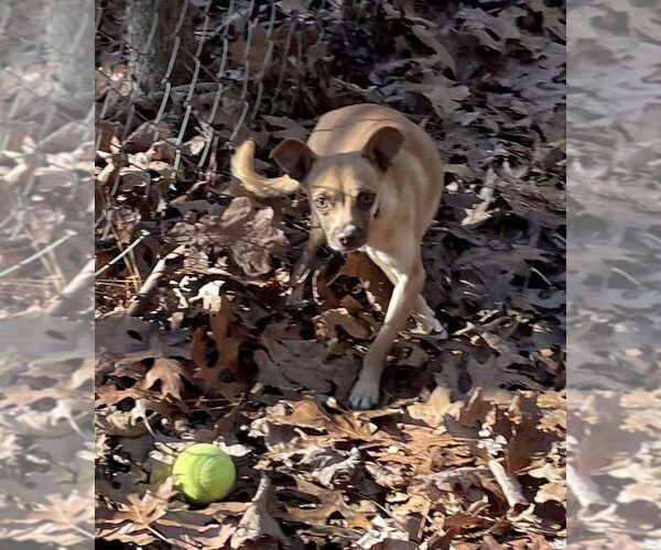 Medium Photo #4 Chiweenie Puppy For Sale in York, SC, USA