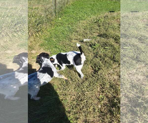 Medium Photo #4 Australian Shepherd-Red Heeler Mix Puppy For Sale in Stover, MO, USA