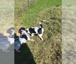 Small Photo #4 Australian Shepherd-Red Heeler Mix Puppy For Sale in Stover, MO, USA