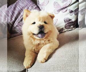 Chow Chow Puppy for sale in LOS ANGELES, CA, USA