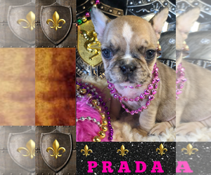 French Bulldog Puppy for sale in HEATHROW, FL, USA