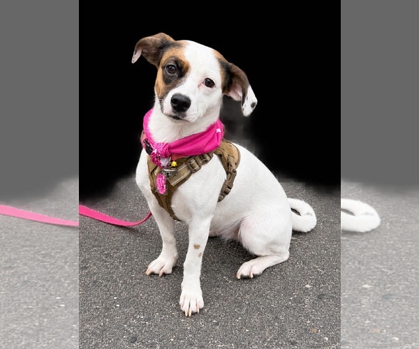 Medium Photo #2 Jack-A-Bee Puppy For Sale in La Verne, CA, USA