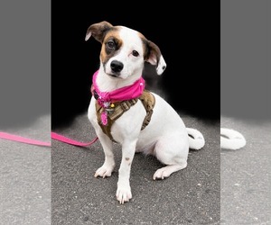 Maple - Female Jack-A-Bee Dog for Adoption - Photo #2