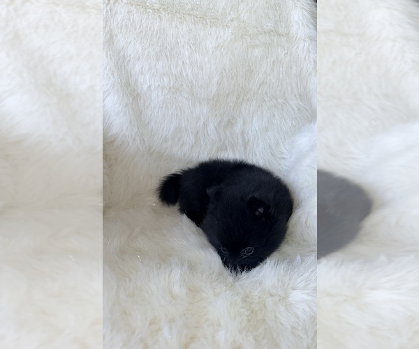 Medium Photo #4 Pomeranian Puppy For Sale in JOLIET, IL, USA