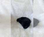 Small #3 Pomeranian