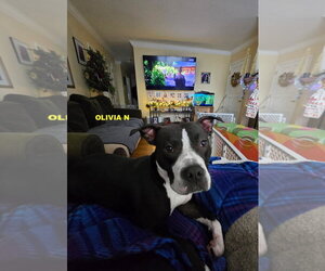 Mutt Dogs for adoption in Woodland Hills, CA, USA