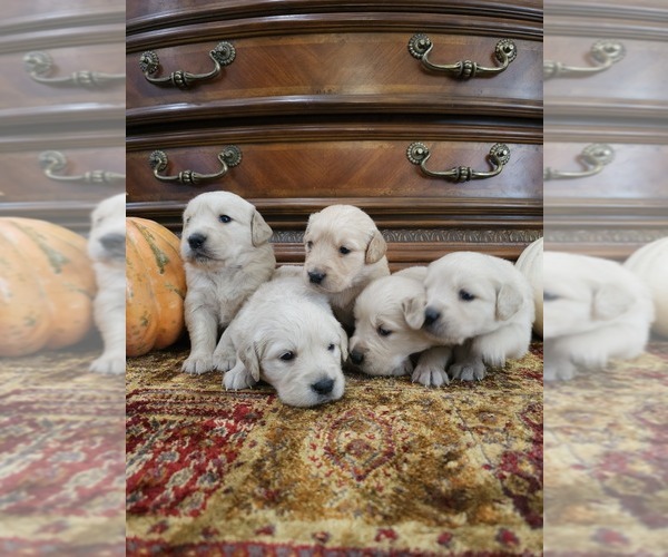 Medium Photo #9 Golden Retriever Puppy For Sale in ELVERTA, CA, USA