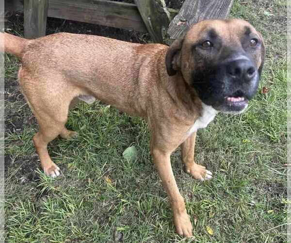 Medium Photo #8 Black Mouth Cur-Unknown Mix Puppy For Sale in Anniston, AL, USA