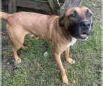 Small #7 Black Mouth Cur Mix