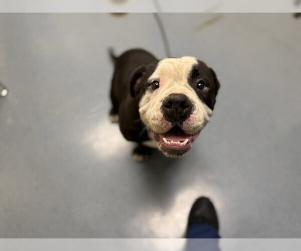 Medium Photo #1 Bullypit Puppy For Sale in Denver, CO, USA