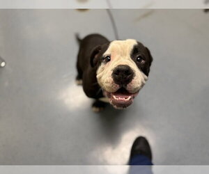 Bullypit Dogs for adoption in Denver, CO, USA