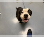 Small Bullypit
