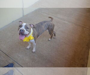 American Pit Bull Terrier-Unknown Mix Dogs for adoption in McKinney, TX, USA