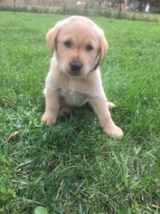 Labrador Retriever Puppy for sale in GREENVILLE, MI, USA
