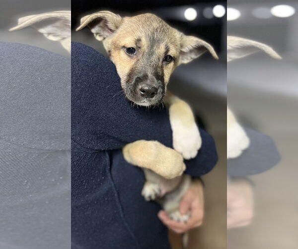 Medium Photo #14 Australian Kelpie-Unknown Mix Puppy For Sale in Dana Point, CA, USA