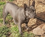 Small Photo #2 French Bulldog Puppy For Sale in SPRINGFIELD, OR, USA