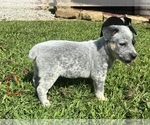 Small Australian Cattle Dog