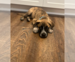 Small Photo #3 Boxer-Unknown Mix Puppy For Sale in San Diego, CA, USA